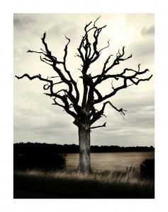 Devil's Tree, Cambridgeshire