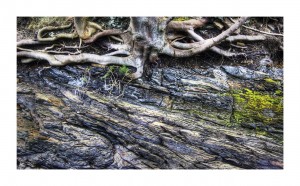 Roots & Rocks, Sth. Queensferry