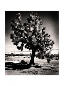 Joshua Tree, Nevada