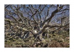 Ancient Oak, Glenan Forest, Argyll