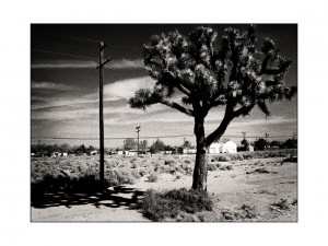 Joshua Tree and Telegraph Pole, Nevada