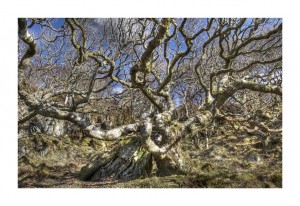 Tangled Oak and Rock, Argyll