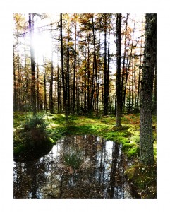 Forest & Water, Perthshire