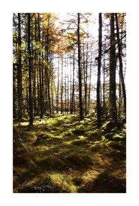 Forest Floor, Perthshire